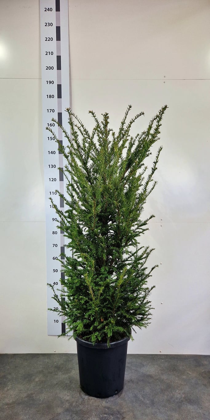 Taxus baccata - C20 160-180 CM